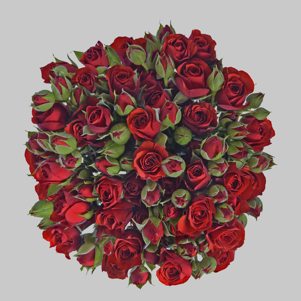 Fire king red spray roses