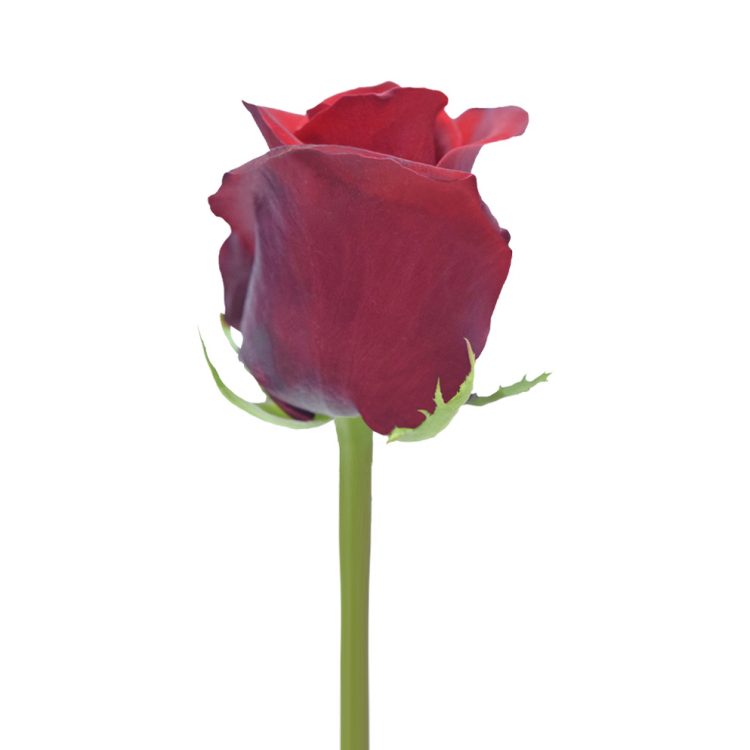 Freedom - Bellaflor Group Ecuador