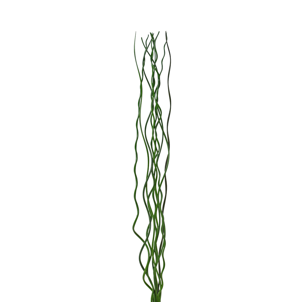 Juncus spiralis greens
