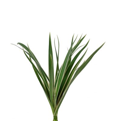 Lily grass giant greens