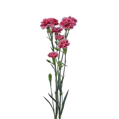 Minicarnations ligth pink summer flowers