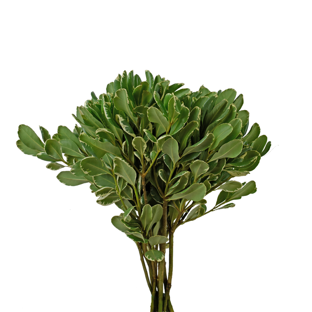 Pittosporum variegata greens
