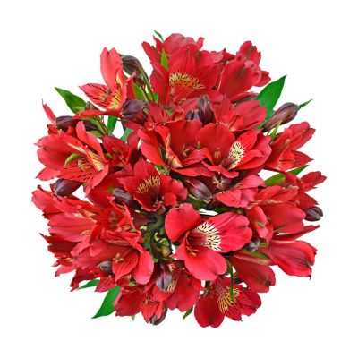 Simple red alstroemeria summer flowers