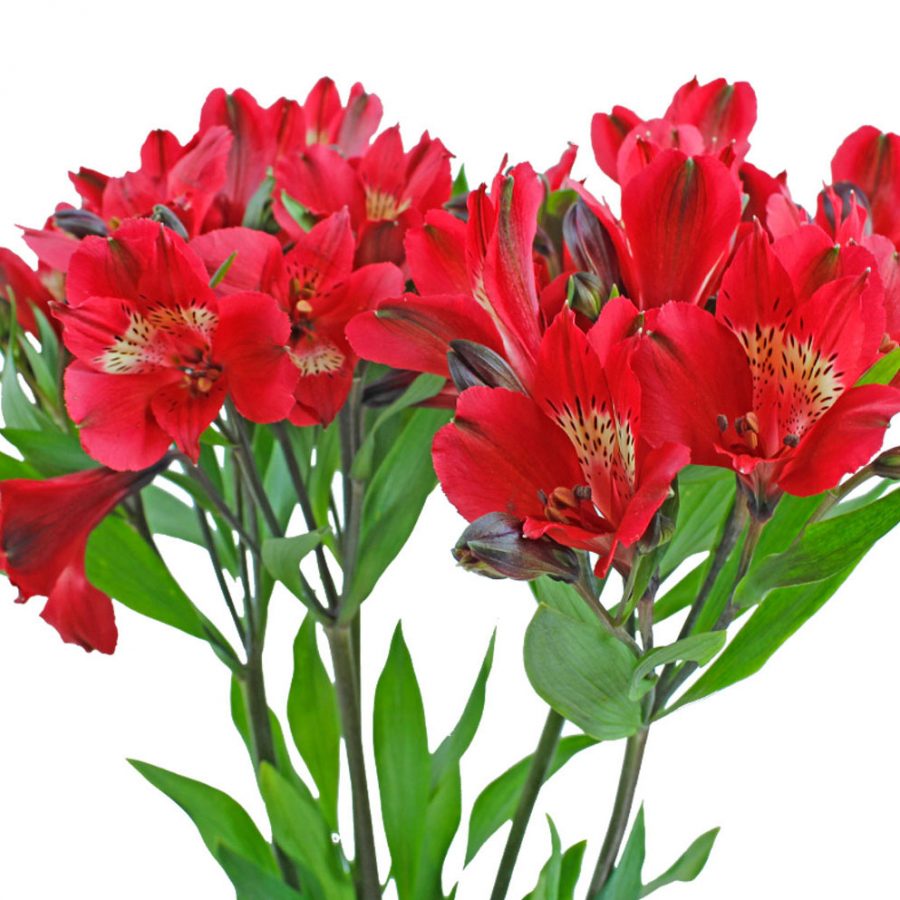 Simple red alstroemeria summer flowers close up
