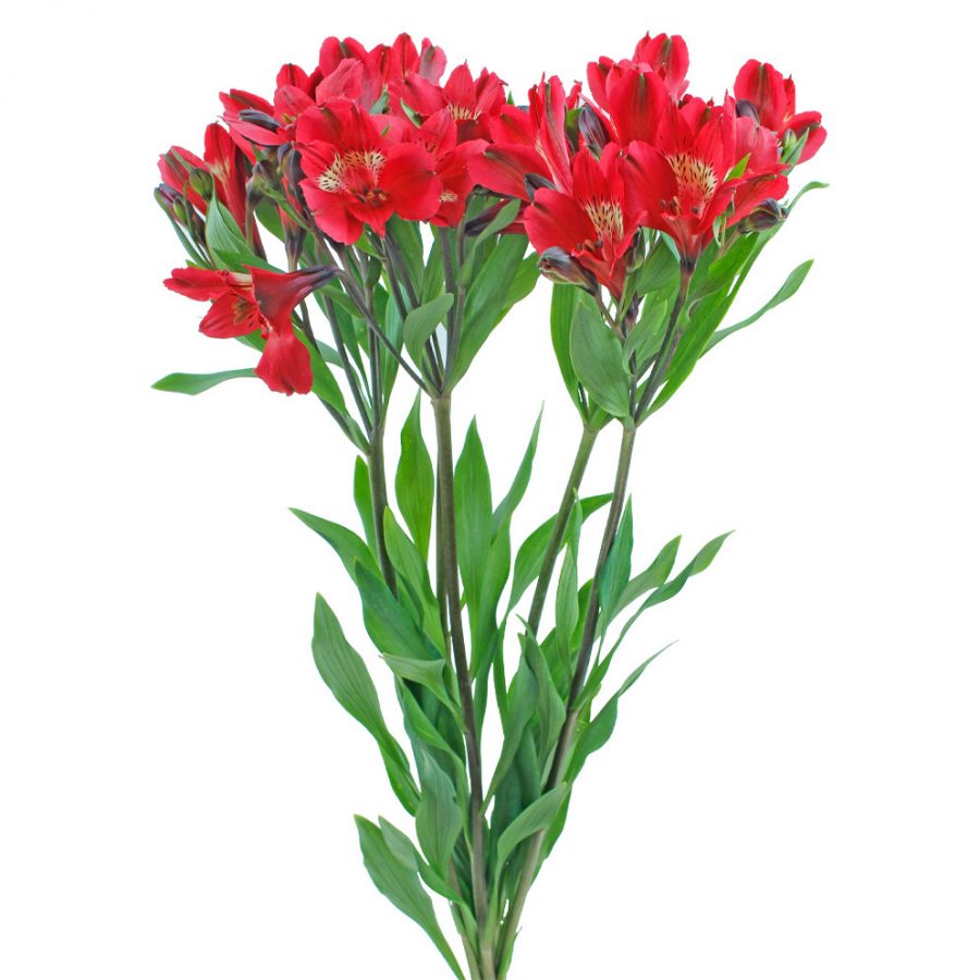 Simple red alstroemeria summer flowers side