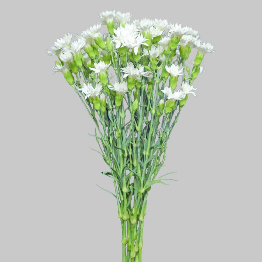 Solomio white summer flowers