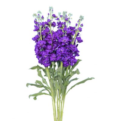 Stock dark purple summer flowers