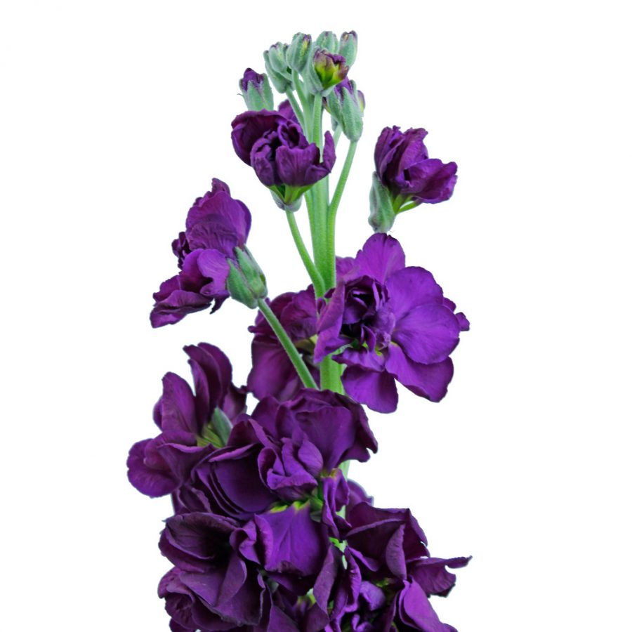 Stock dark purple summer flowers close up