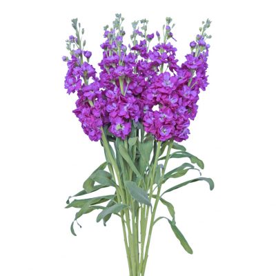 Stock purple summer flowers