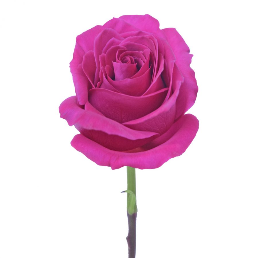 Ethiopia Roses Tanoshi - Bellaflor Group Ecuador