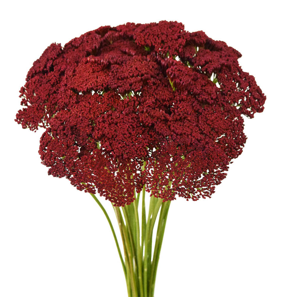 Tinted achillea red