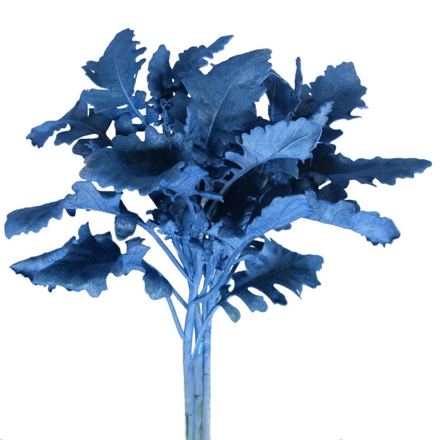 Tinted dusty miller blue metalized