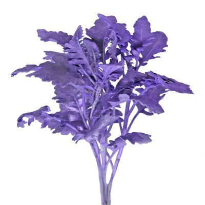 Tinted dusty miller purple metalized