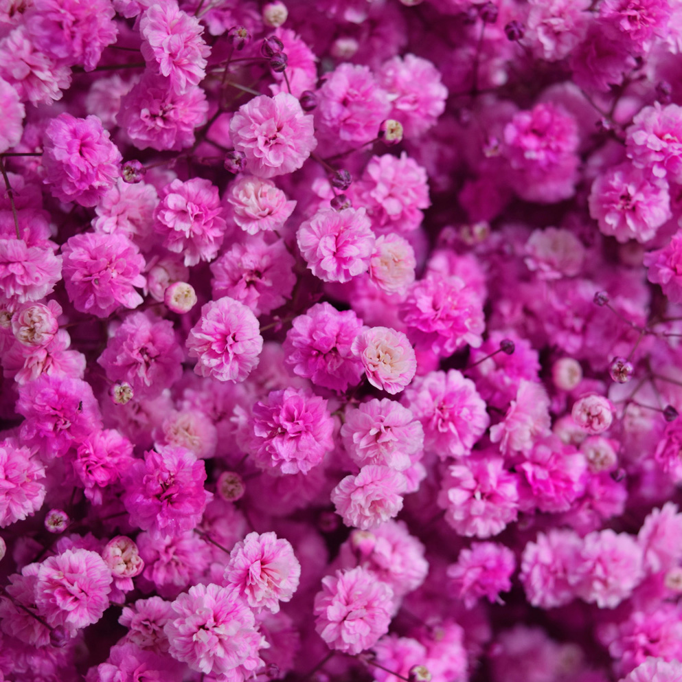 Tinted gypsophila hot pink close up