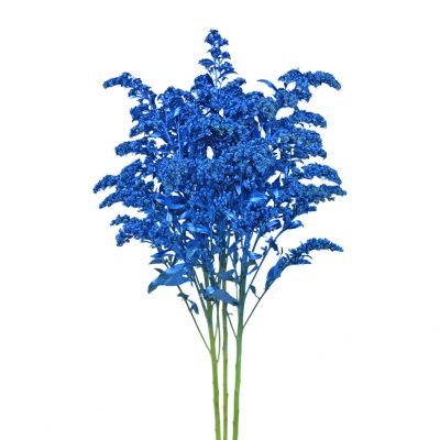 Tinted solidago metalized blue